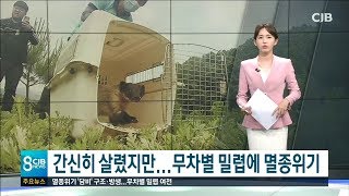 간신히 살렸지만...무차별 밀렵에 멸종위기