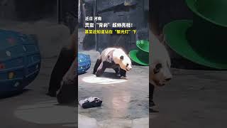 大熊貓靈岩帥氣轉身回頭殺 | The giant panda Lingyan turns around handsomely #panda #大熊貓