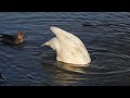 瓢湖 日の出とともに飛び立つ白鳥～えさやり～昔の映像