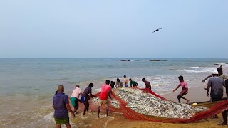 Millions Of Fish Caught On Seine Net Beruwala