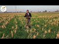 ਕਣਕ ਚ ਕਿੰਨਾ ਯੂਰੀਆ ਅਤੇ ਕਦੋ ਪੂਰਾ ਕਰੀਏ wheat crop nitrogen management