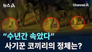 “수년간 속았다”…사기꾼 코끼리의 정체는? / 채널A / 뉴스A