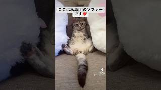 ここは私専用のソファーですの #cat  #猫好き #猫のいる暮らし #cutecat #スコティッシュフォールド