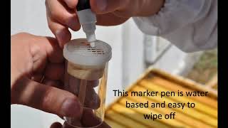 Queen bee marking paint marking queens easy