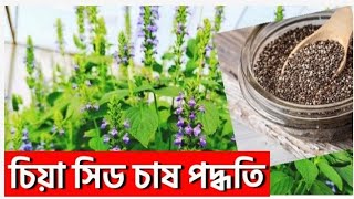 চিয়া সিড চাষ পদ্ধতি॥ Chia Seeds Super Food॥