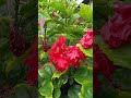 beautiful flower 🌹 hibiscus flowers shorts shortvideo trending fyp goodvibes havefun views