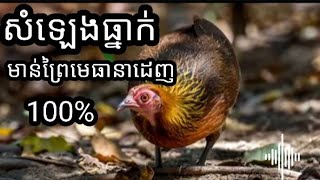 សំឡេងធ្នាក់មាន់ព្រៃញី The sound of wild chickens