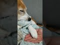 아빠 손 마사지 해주는 강아지 고양이 아님 hand massage of my beagle