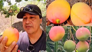 MANGAS 🥭 ROSA SÍTIO DO MOCOZIM SERRA DO QUANDU MUNICÍPIO DE ITAPIPOCA CEARÁ