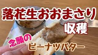 おおまさり収穫→最高に美味しいピーナツバター作り