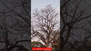 வித்தியாசமான இருந்துச்சு இந்த மரம் 🌲#mjiyarkaiulagam #natural #tree