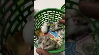 മുതലാളി ത അവർ വീണ്ടും വന്നു……. #song #music #love #birds #hamsters