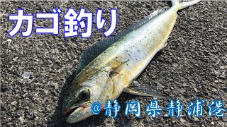 両軸遠投カゴ釣り シイラ狙い？！ @静岡県静浦港