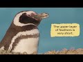 penguins for kids learn all about this unique bird