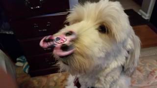 Goldendoodle Service Dog Balancing Fidget Spinner on His Nose While Spinning #2