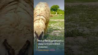 Myth or Fact: If a snake pecks a sheep it will lose its venom production #short #shorts #shortvideo