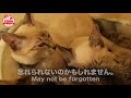 【保護した子猫】猫家族の絆 ママのことが忘れられないほど大好きだったんだね❤️