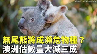 無尾熊將成瀕危物種？澳洲估數量大減三成 - 野生動物生存危機 - 國際新聞