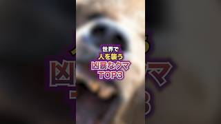 凶暴なクマTOP3