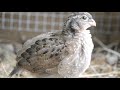 bobwhite quail sounds and calls of chicks and juveniles