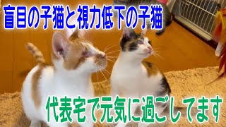 【殺処分間際の猫達を空輸】両眼球がなく盲目の子猫と両眼球白濁により視力低下の子猫