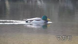 新宿御苑の野鳥