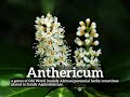 how to say anthericum in english how does anthericum look what is anthericum