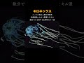 地球最恐の猛毒クラゲ「キロネックス」とは。 危険 毒