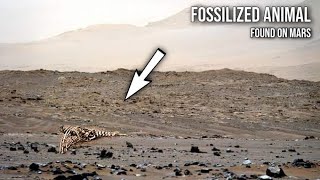 Martian Animal: Fossilized Animal on Mars spotted by NASA's Curiosity Rover | Perseverance Rover