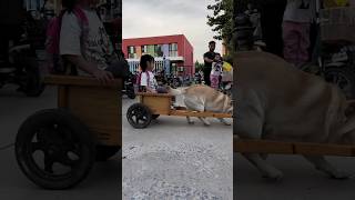 टॉमी ने छुटकी को घर पहुंचा दिया 😮 #shorts #dog #shortsviral #shortsfeed