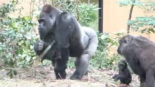 Gorilla is very popular. ゴリラは大人気。ゲンタロウ キンタロウ モモタロウ ゲンキ  Gentaro Kintaro Momotaro Genki - #23