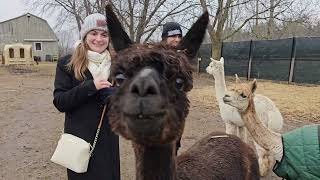 Alpaca Farm - Grants Adventure Episode 878