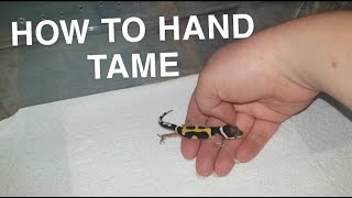 How To Hand Tame Your Leopard Gecko