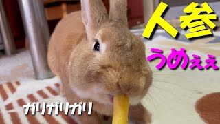 ガリガリ音をたてて豪快に人参を食べるウサギ　(No.50)