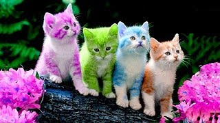 猫かわいい すごくかわいい子猫 最も面白い猫の映画 181