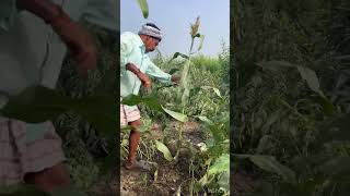 My Red gram Crop(మా కంది పొలానికి వెళ్ళాము) #youtubeshorts #shortvideo #shortsviral#shorts #trending