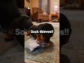 What it's like having three dachshund puppies #adorable #dog #cute #foryou #funny #fyp