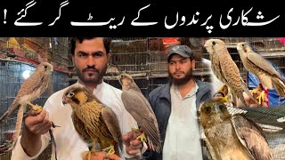 World Most Dangerous Hunting Birds 🦅 Bonali Eagles Shaheen Shikra Baz Badshah in Karachi Pakistan 😲😳