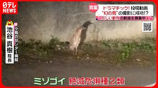 【投稿動画】超貴重映像！幻の鳥”ミゾゴイ”の撮影に成功『every.特集』