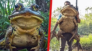 20 Abnormally Large Animals That Actually Exist