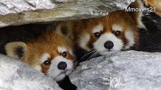 Cute! Twins Red Panda peep from gap~隙間から顔を出すレッサーパンダ