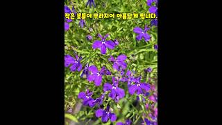 이 꽃은 로벨리아(Lobelia)입니다. 로벨리아의 꽃말은 \