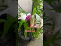 beautiful garden with butterfly 🦋 garden flowers butterfly love shortvideo trending shorts