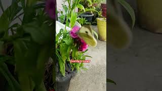 Beautiful garden with butterfly 🦋 ||#garden #flowers #butterfly #love #shortvideo #trending #shorts