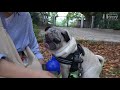 【パグのお散歩動画】小虎散歩で前足を負傷？ 퍼그 pug パグログ 0367