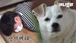 私が犬に近づけるためにしたことは実際に私たちをバラバラにします