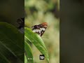 The Migration of Monarch Butterflies #shorts #viral #hiddenworlds #incrediblecreatures