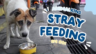 Feeding Stray Animals with AnimalKind