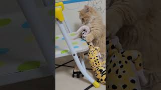 椅子にどおしてもぬいぐるみを乗せたくてイライラする子猫の行く末 #cat #子猫#ミヌエット