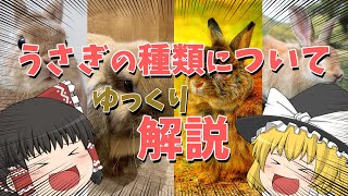 【雑学】うさぎの種類についてゆっくり解説